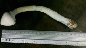 A+ Albino 002 03-07.JPG