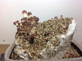 pins6.jpg
