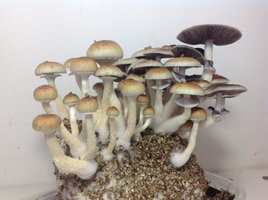 cogugrande9.jpg