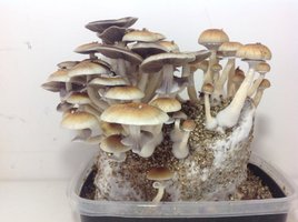 Florida cubensisdedread CM cogugrande13.jpg