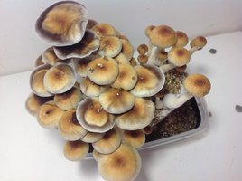 Florida Cubensisdedread CM cogugrande5.jpg