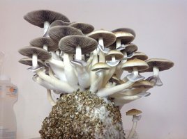 Florida Cubensisdedread CM cogugrande8.jpg