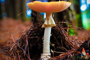 _MG_7951.jpg