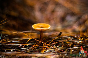 _MG_7990.jpg