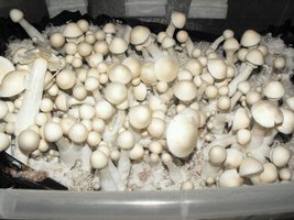 Corumba albino mobugguy Mycotopia 533397_233604200078325_100002862406607_359106_479275623_n.jpg