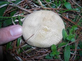 078_800x600.jpg