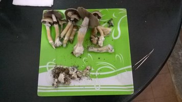WP_20140724_005[1].jpg
