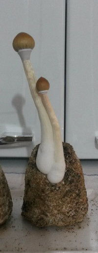 Flush_724.jpg