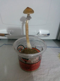 Bb_711.jpg