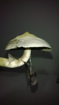 WP_20140808_016.jpg