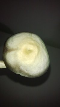 WP_20140808_020.jpg