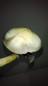 WP_20140808_023.jpg
