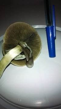 WP_20140808_024.jpg