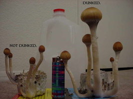 dunkcompared.jpg
