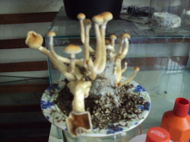 DSC01149.JPG