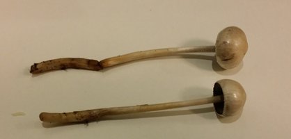 Cogumelos 1.jpg