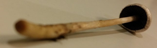 Cogumelos 2.jpg
