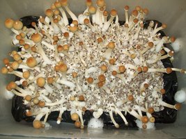 B-plus-kartyac-Mycotopia-100_2157.jpg