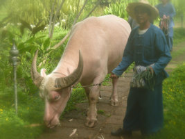 pink-buffalo-four-seasons-cm.jpg