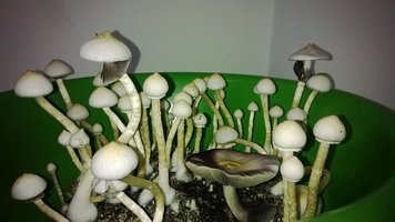 WP_20140903_016.jpg