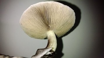 WP_20140903_042.jpg
