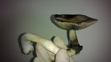 WP_20140903_045.jpg