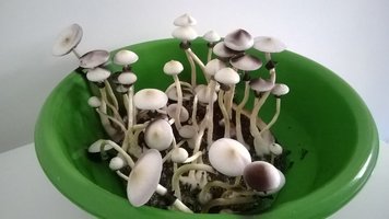 WP_20140904_022.jpg