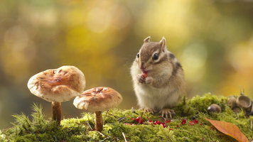 ChipmunkEating.jpg