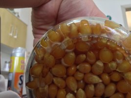 incubado (2).JPG