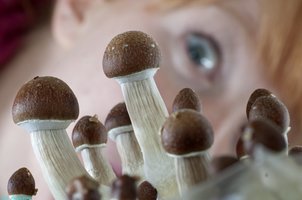 Cambodian Gold FSRE golden-teacher-magic-mushroom.jpg