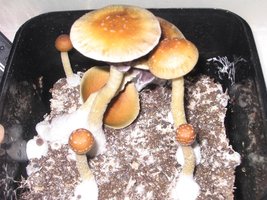 fatass shirley knott Shroomery 565444618-fatass_4th_flush2.jpg