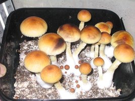 fatass shirley knott Shroomery 333697617-fatassflush2.jpg