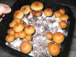 fatass shirley knott Shroomery 245307482-26dec_11am2.jpg
