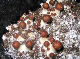 fatass shirley knott Shroomery 229313567-fatass_24dec_am2.jpg