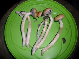 SAM_0697.JPG