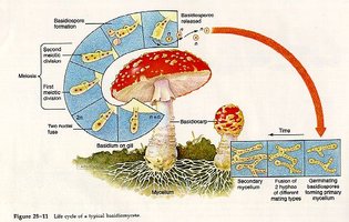 a02mush-cycle-diag.JPG