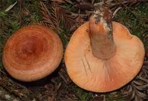 Lactarius_rubrilacteus.jpg