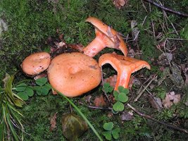 Lactarius_salmonicolor.jpg