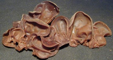 Auricularia_auricula-judae7.jpg