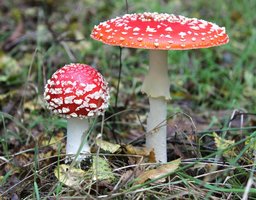 Amanita_muscaria_UK.jpg