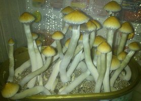 B plus AKM hasshass lisergia.org 01 kk gus.jpg