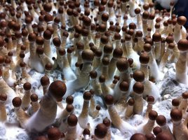 Purple Mystic LustyLocks Shroomery 764057914-image.jpg