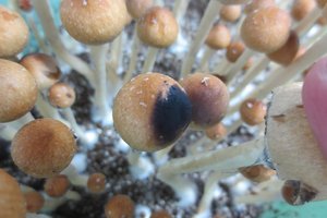 Purple Mystic PrimalSoup Shroomery 851291134-PM_pins_9-6-13_2.jpg