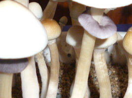 White Lighting 1.JPG