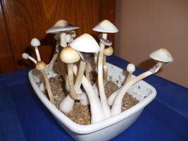 White Lighting 2.JPG