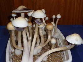 White Lighting 4.JPG