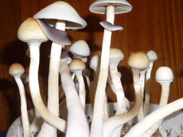 White Lighting 5.JPG