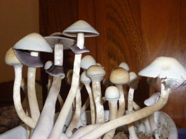 White Lighting 6.JPG