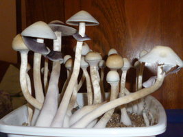 White Lighting 7.JPG