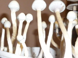 White Lighting 8.JPG